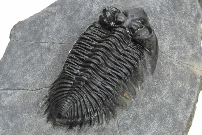 Coltraneia Trilobite Fossil - Huge Faceted Eyes #225319